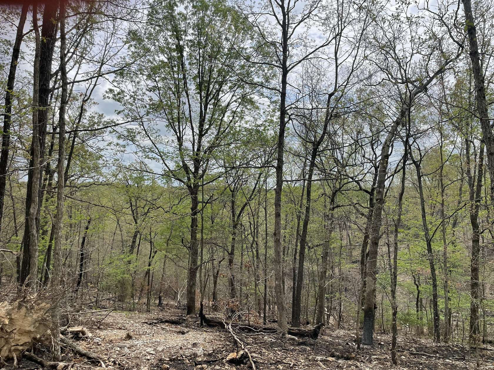 80 Acres of Recreational & Residential Land for Sale in Ava, Missouri