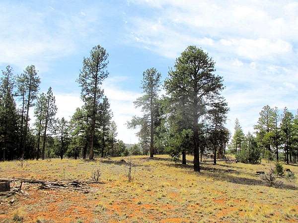 20 Acres of Recreational Land for Sale in Ramah, New Mexico