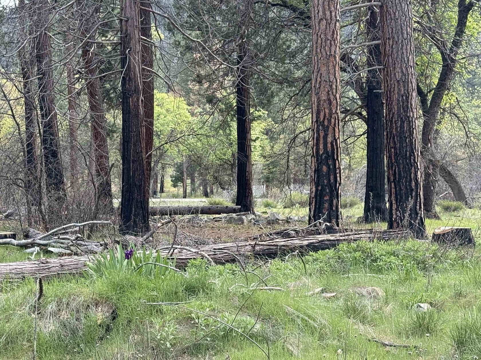 5 Acres of Land for Sale in Taylorsville, California