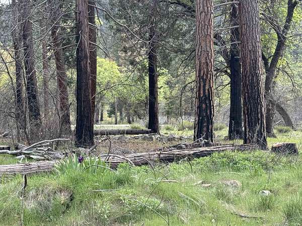 5 Acres of Land for Sale in Taylorsville, California