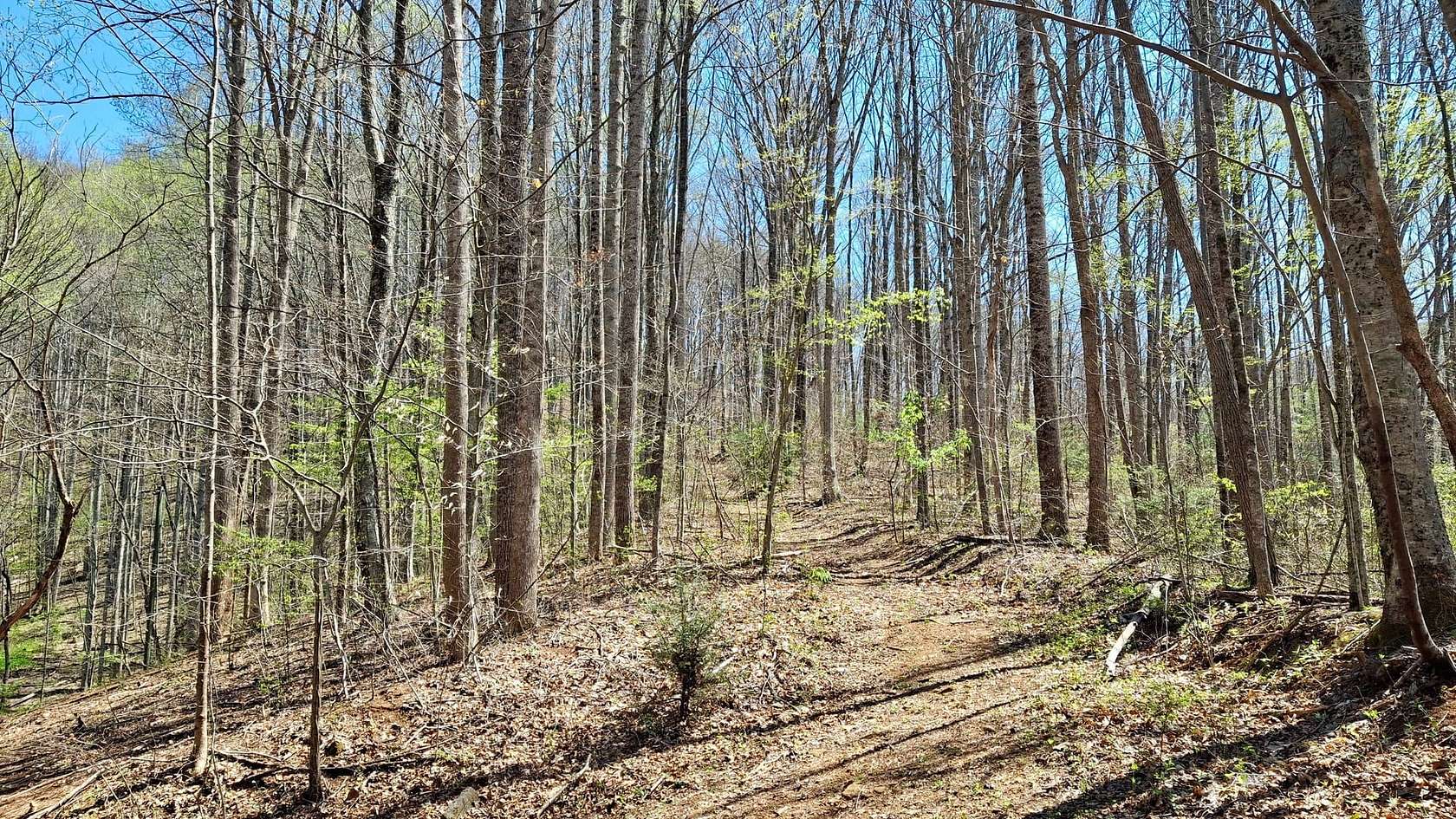 12.6 Acres of Recreational & Residential Land for Sale in Sylva, North Carolina