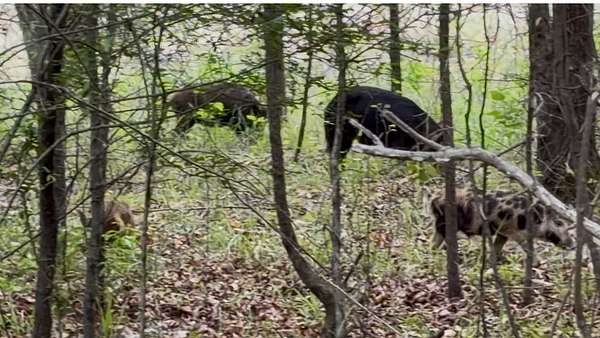 40 Acres of Land for Sale in Kiblah, Arkansas