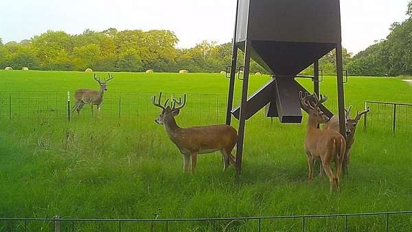 84 Acres of Recreational & Residential Land for Sale in Eustace, Texas