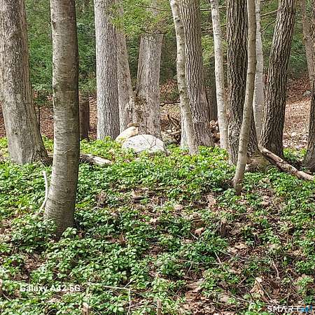 1.79 Acres of Land for Sale in Coventry, Connecticut