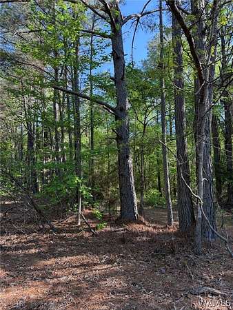 46 Acres of Recreational Land for Sale in Vernon, Alabama