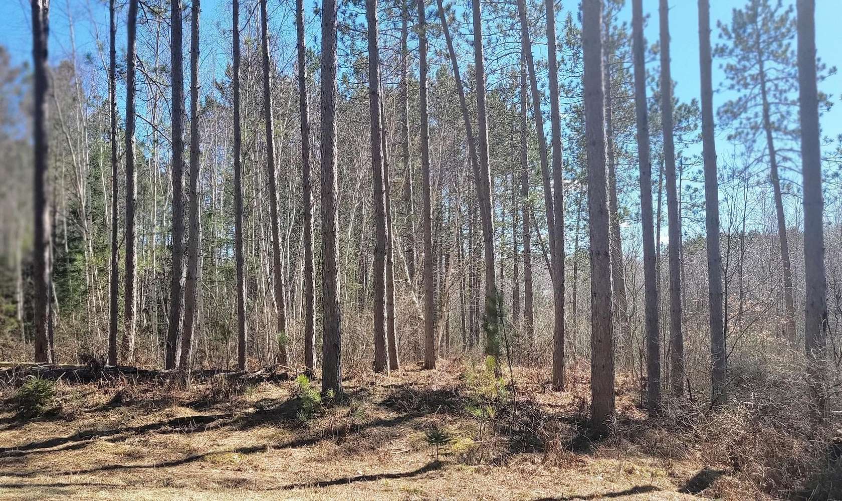 5 Acres of Residential Land for Sale in Winter, Wisconsin