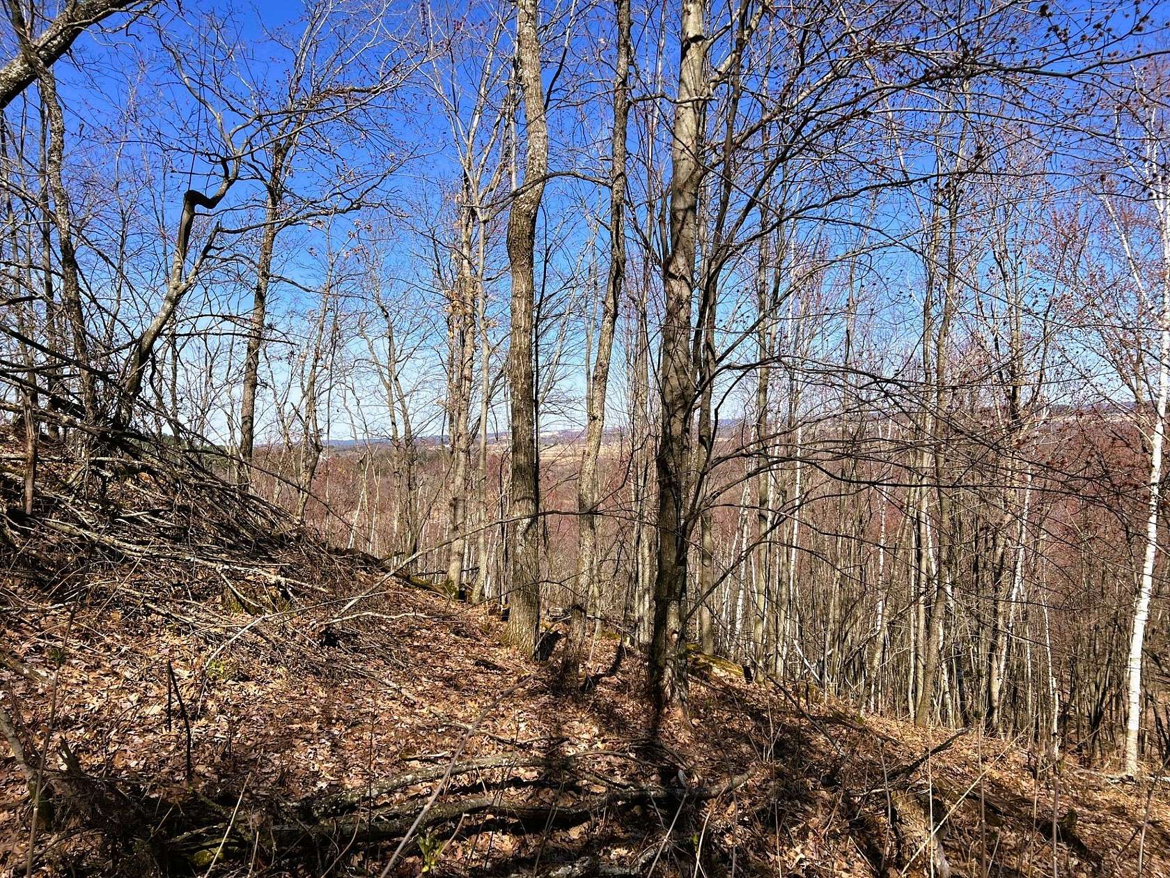 40 Acres of Land for Sale in Taylor, Wisconsin