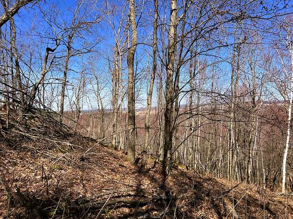 40 Acres of Land for Sale in Taylor, Wisconsin