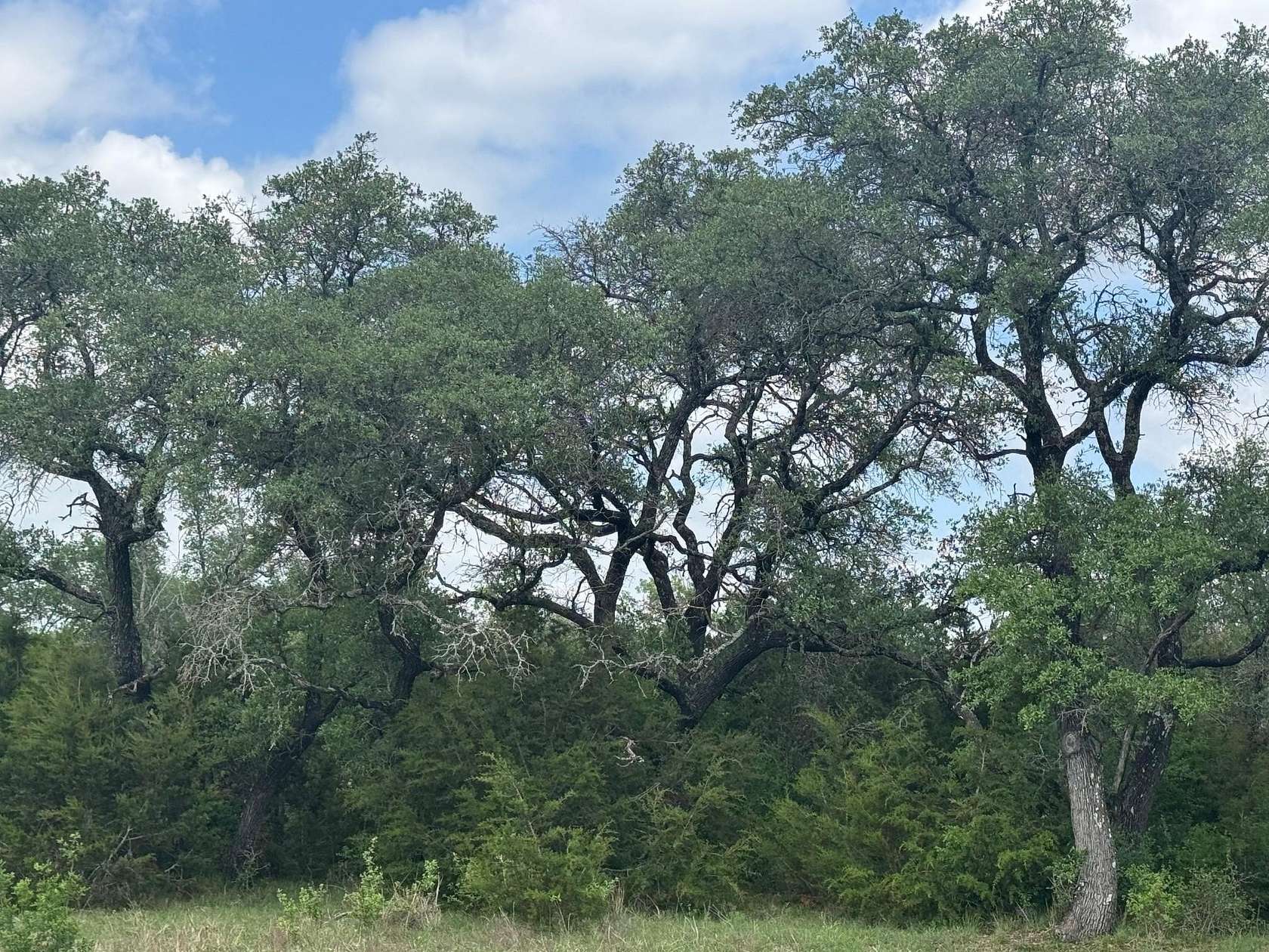 12 Acres of Land for Sale in Briggs, Texas