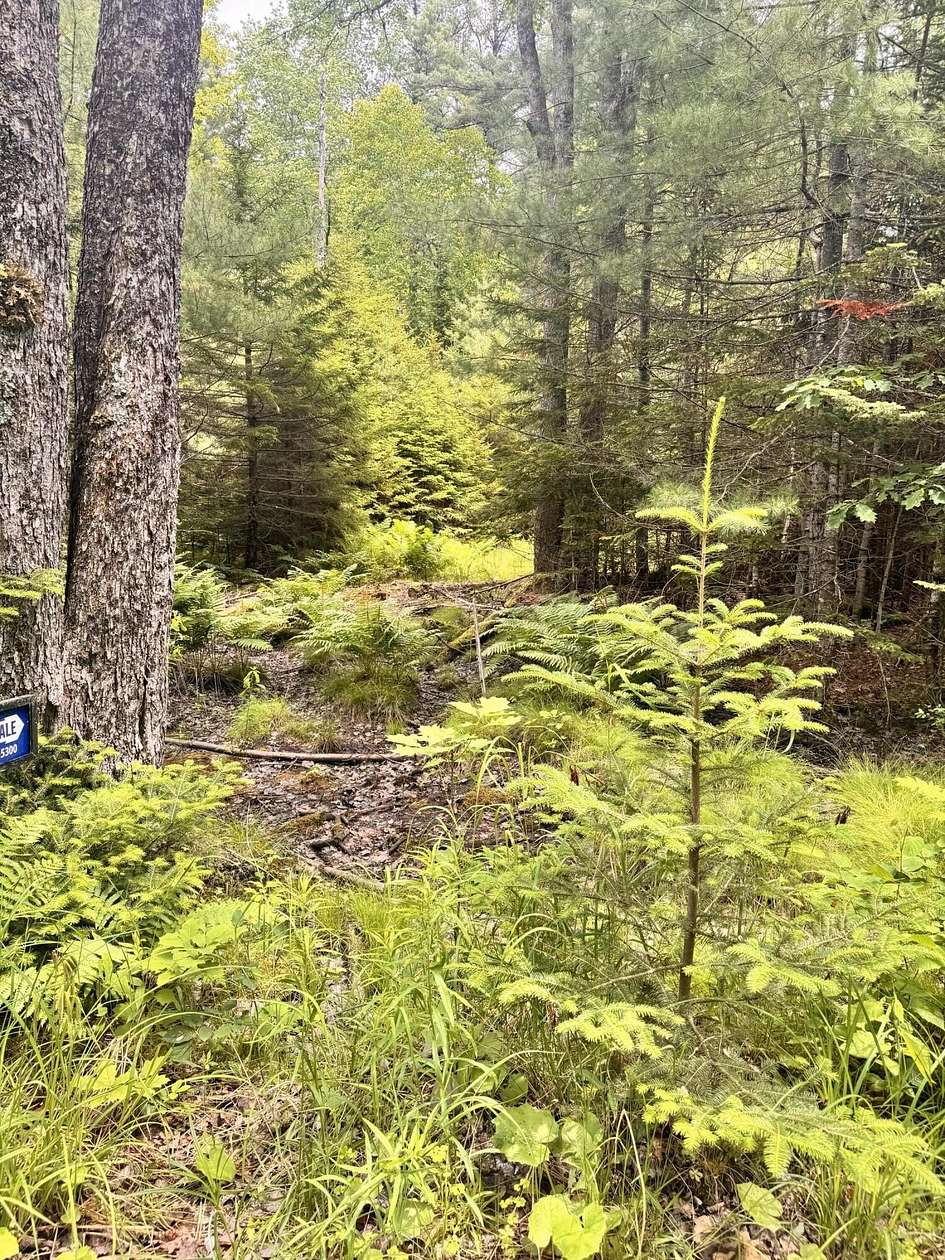 30 Acres of Recreational & Residential Land for Sale in Penobscot, Maine