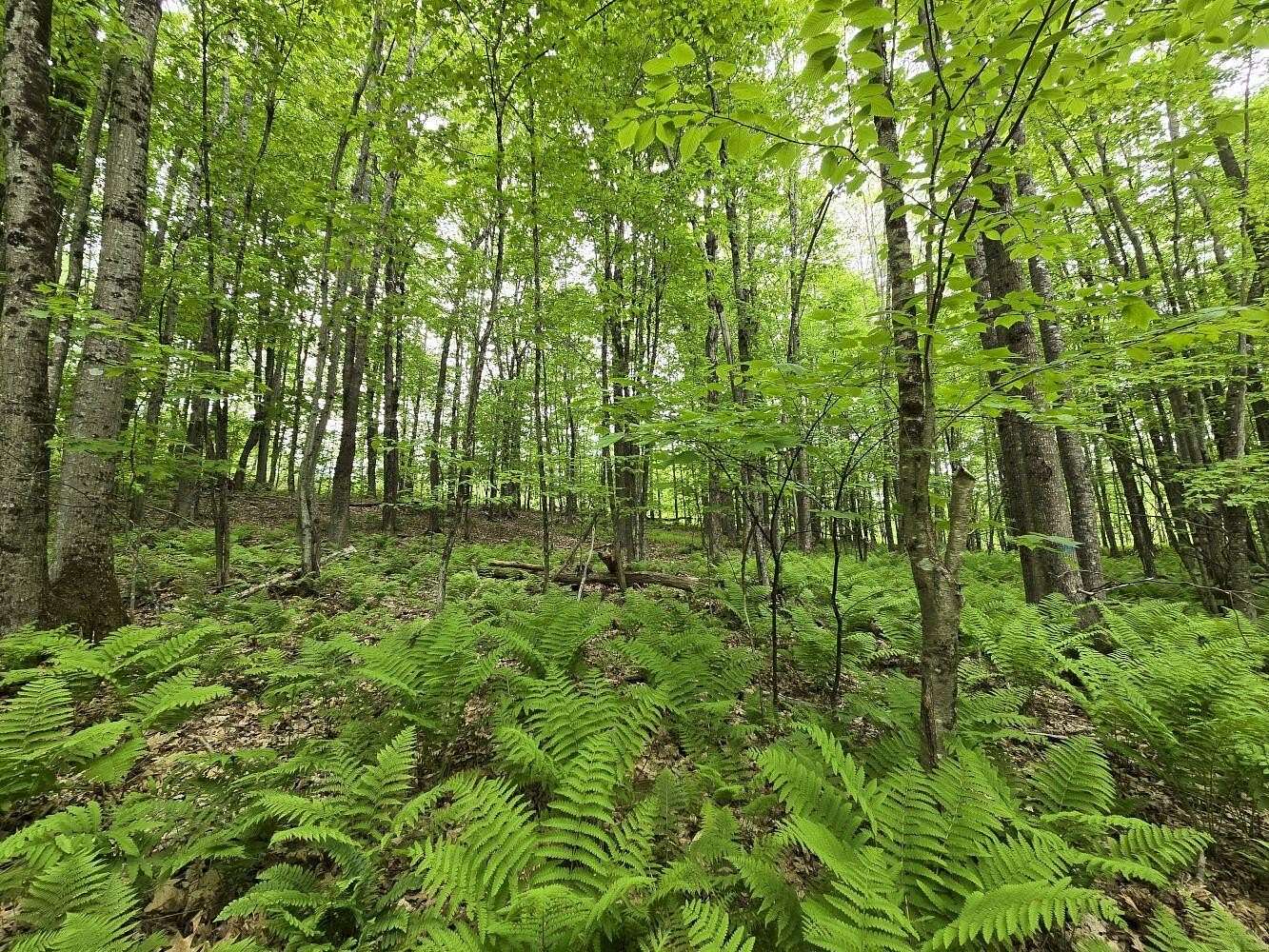 3 Acres of Residential Land for Sale in Jay, Maine