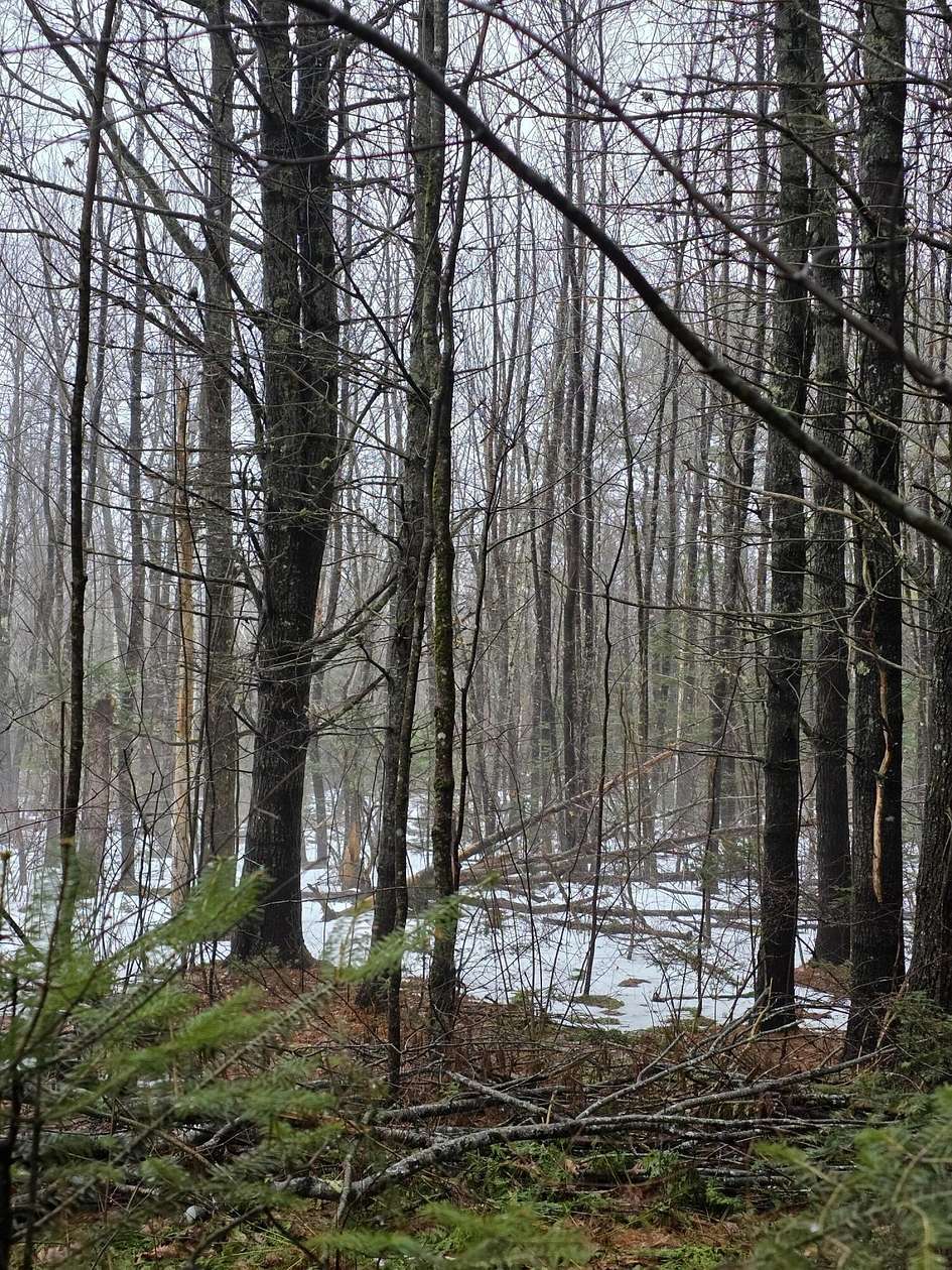 12.2 Acres of Land for Sale in Swanville, Maine