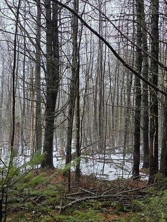 12.2 Acres of Land for Sale in Swanville, Maine