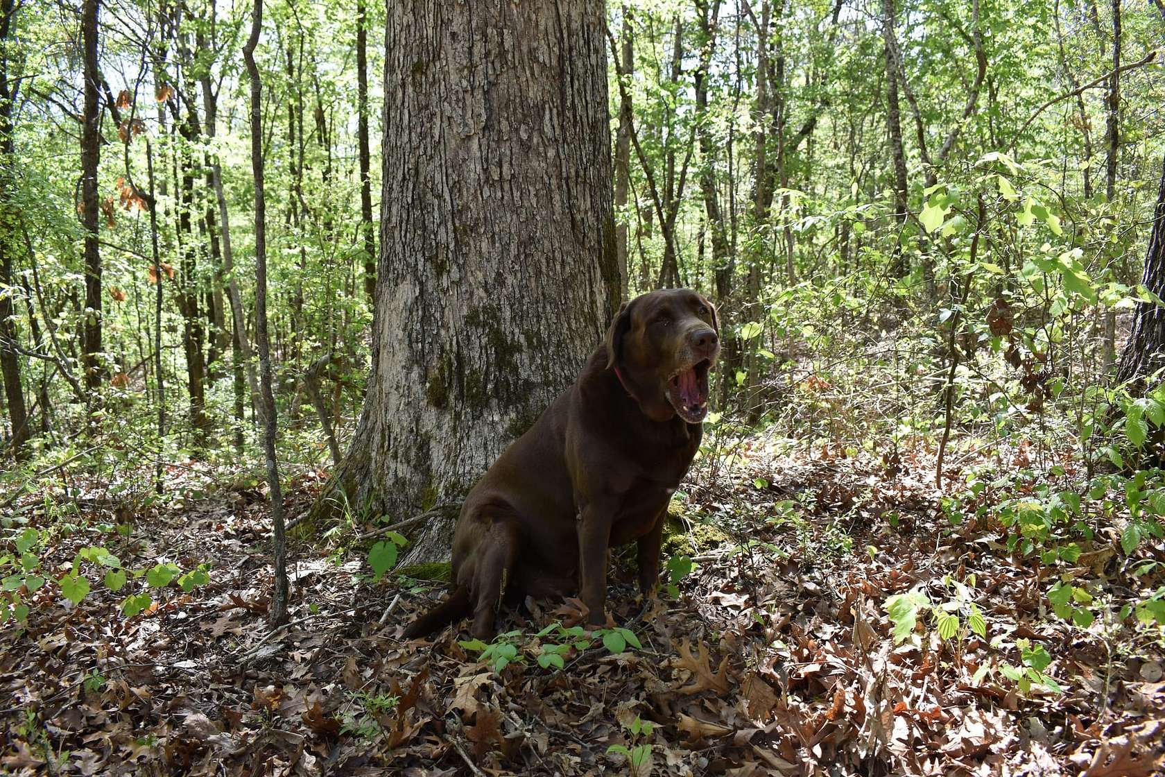 3.73 Acres of Land for Sale in Redfield, Arkansas