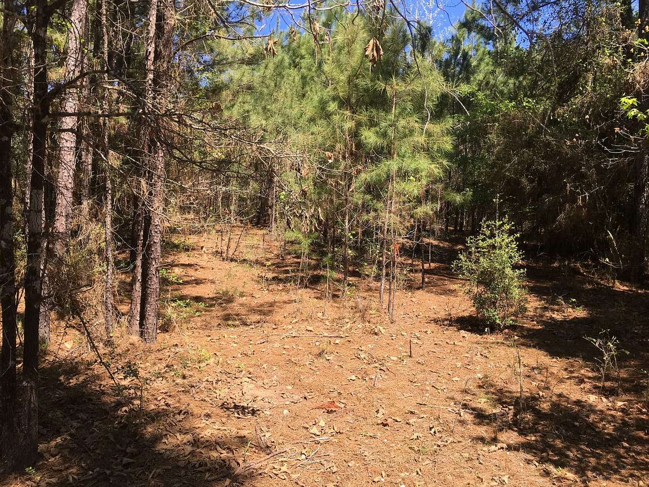 18.2 Acres of Land for Sale in Kennard, Texas