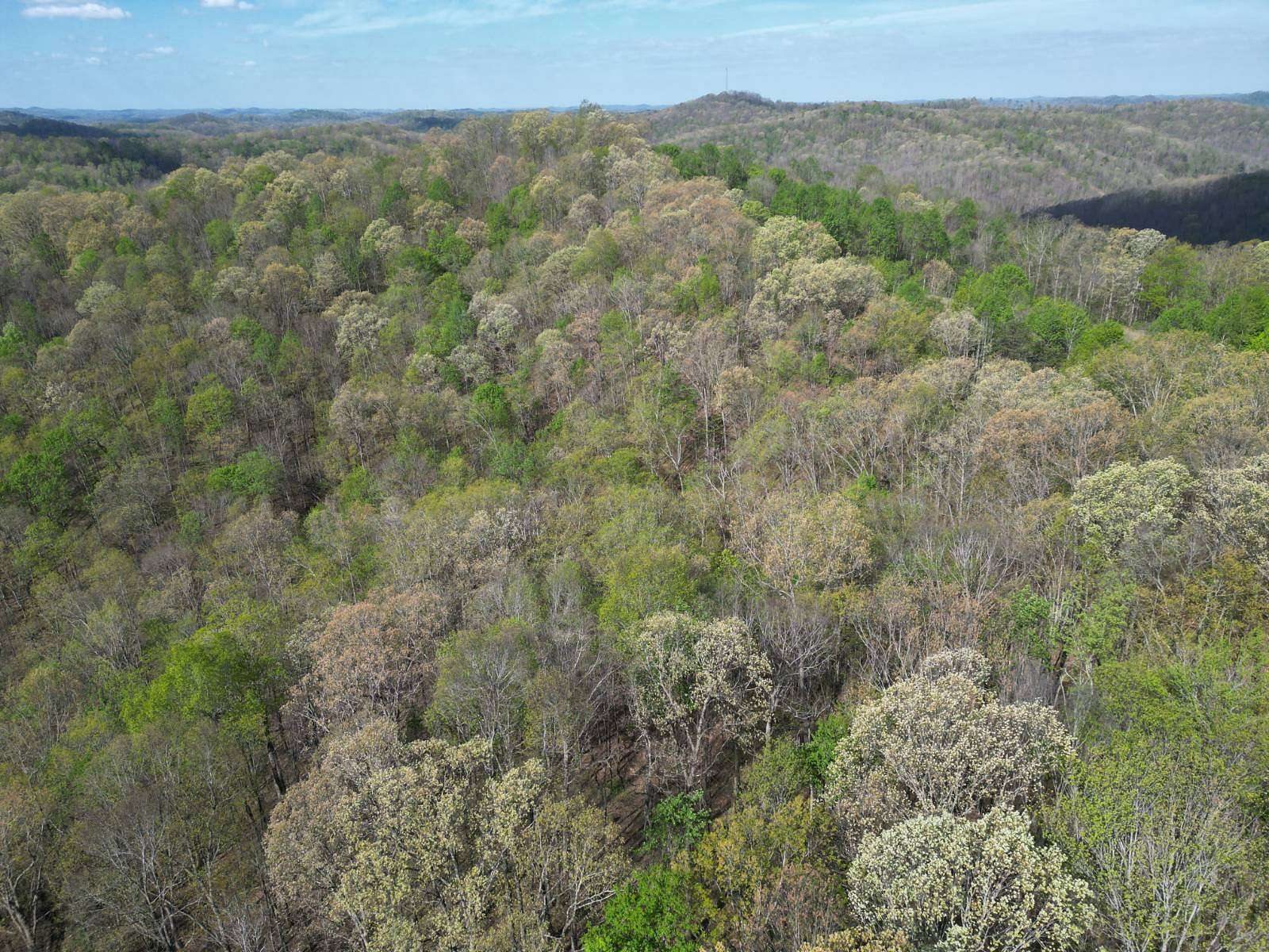 92.4 Acres of Land for Sale in Procious, West Virginia