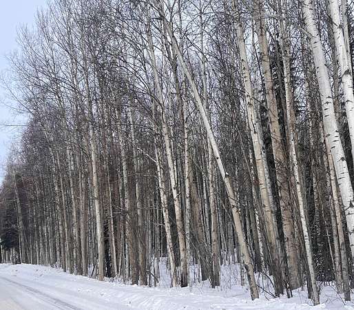 18.1 Acres of Land for Sale in Fairbanks, Alaska