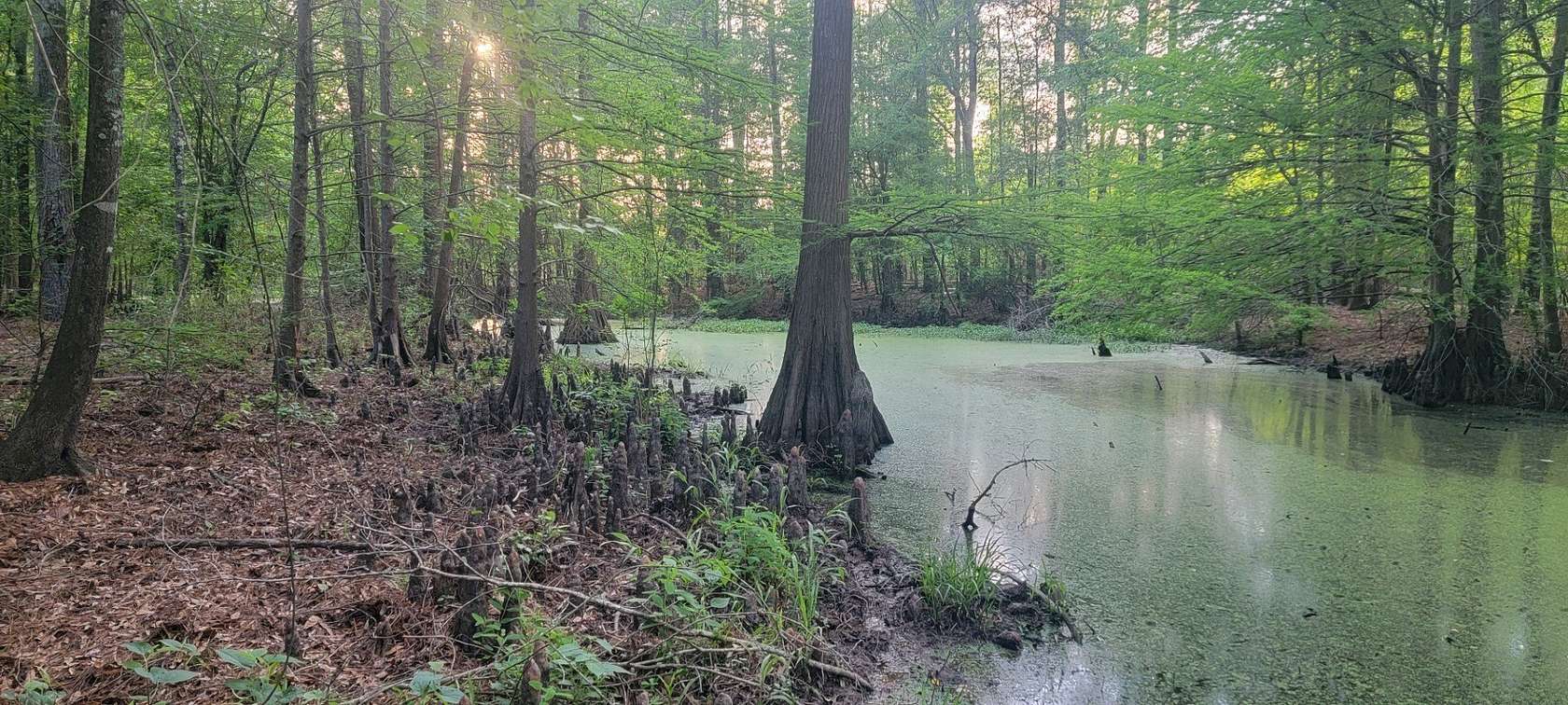 55.3 Acres of Recreational & Residential Land for Sale in Carthage, Texas