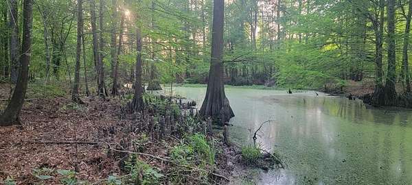 55.3 Acres of Recreational & Residential Land for Sale in Carthage, Texas