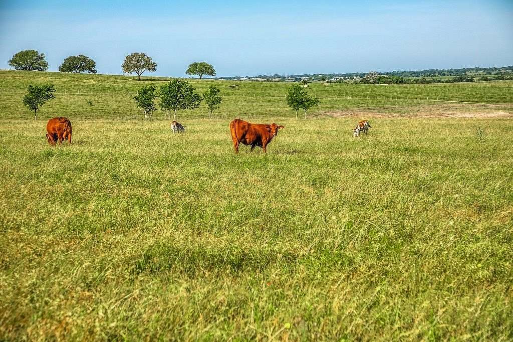 86.5 Acres of Agricultural & Residential Land for Sale in Burton, Texas