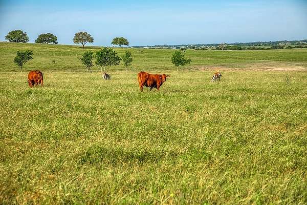 86.5 Acres of Agricultural & Residential Land for Sale in Burton, Texas