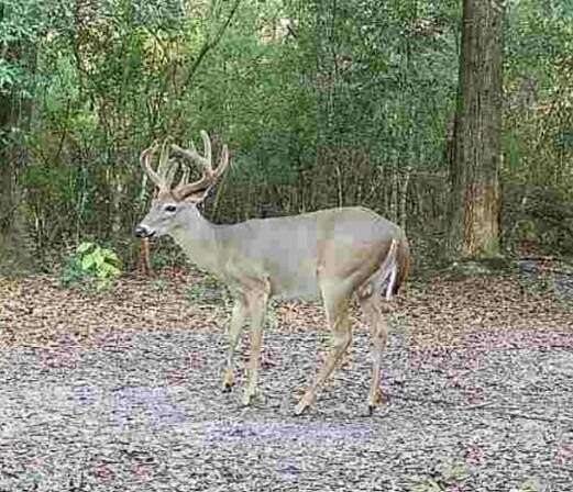 220 Acres of Land for Sale in DeFuniak Springs, Florida