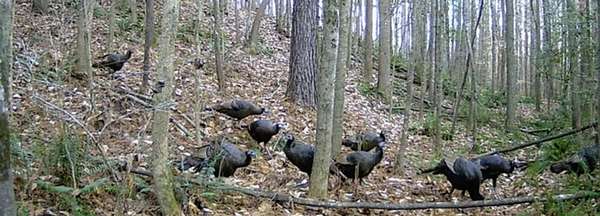 80 Acres of Recreational Land with Home for Sale in Mount Vernon, Missouri