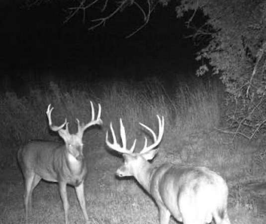 80 Acres of Recreational Land with Home for Sale in Mount Vernon, Missouri