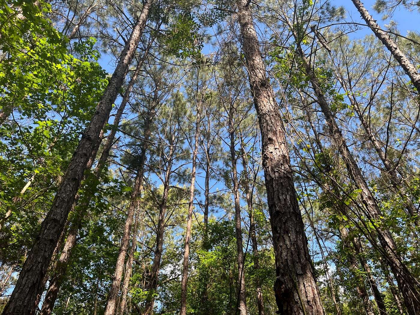 12 Acres of Land for Sale in Hornbeck, Louisiana