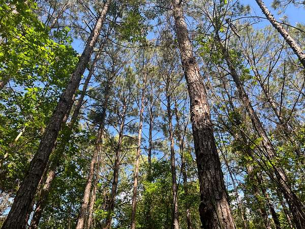 12 Acres of Land for Sale in Hornbeck, Louisiana