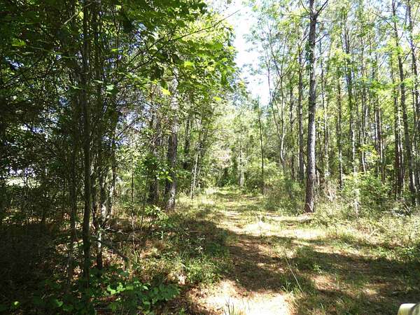 58.5 Acres of Recreational & Residential Land for Sale in Monticello, Florida