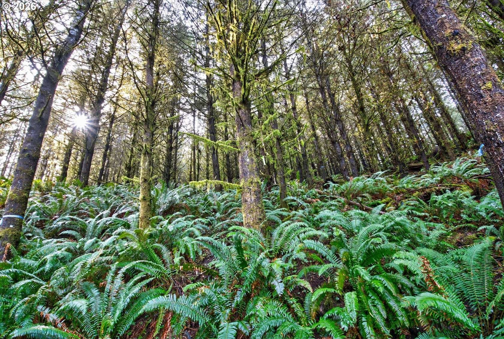 167 Acres of Land for Sale in Coquille, Oregon