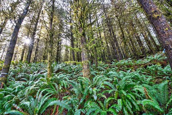 167 Acres of Land for Sale in Coquille, Oregon