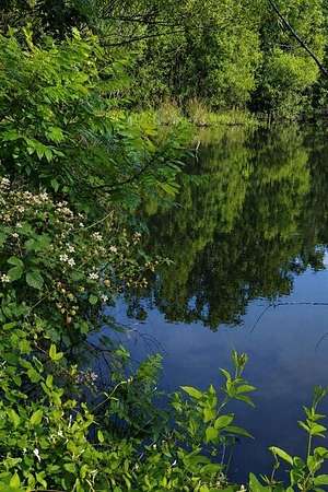 20 Acres of Land for Sale in Quitman, Texas