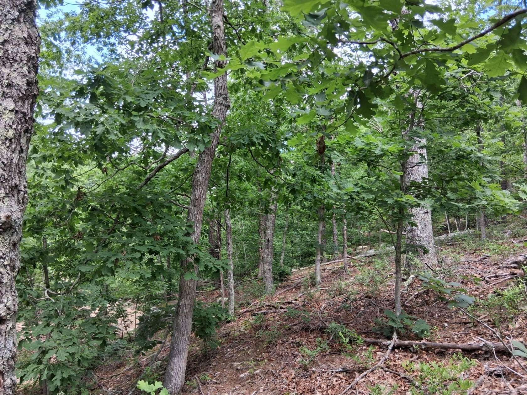 12 Acres of Land for Sale in Raymondville, Missouri