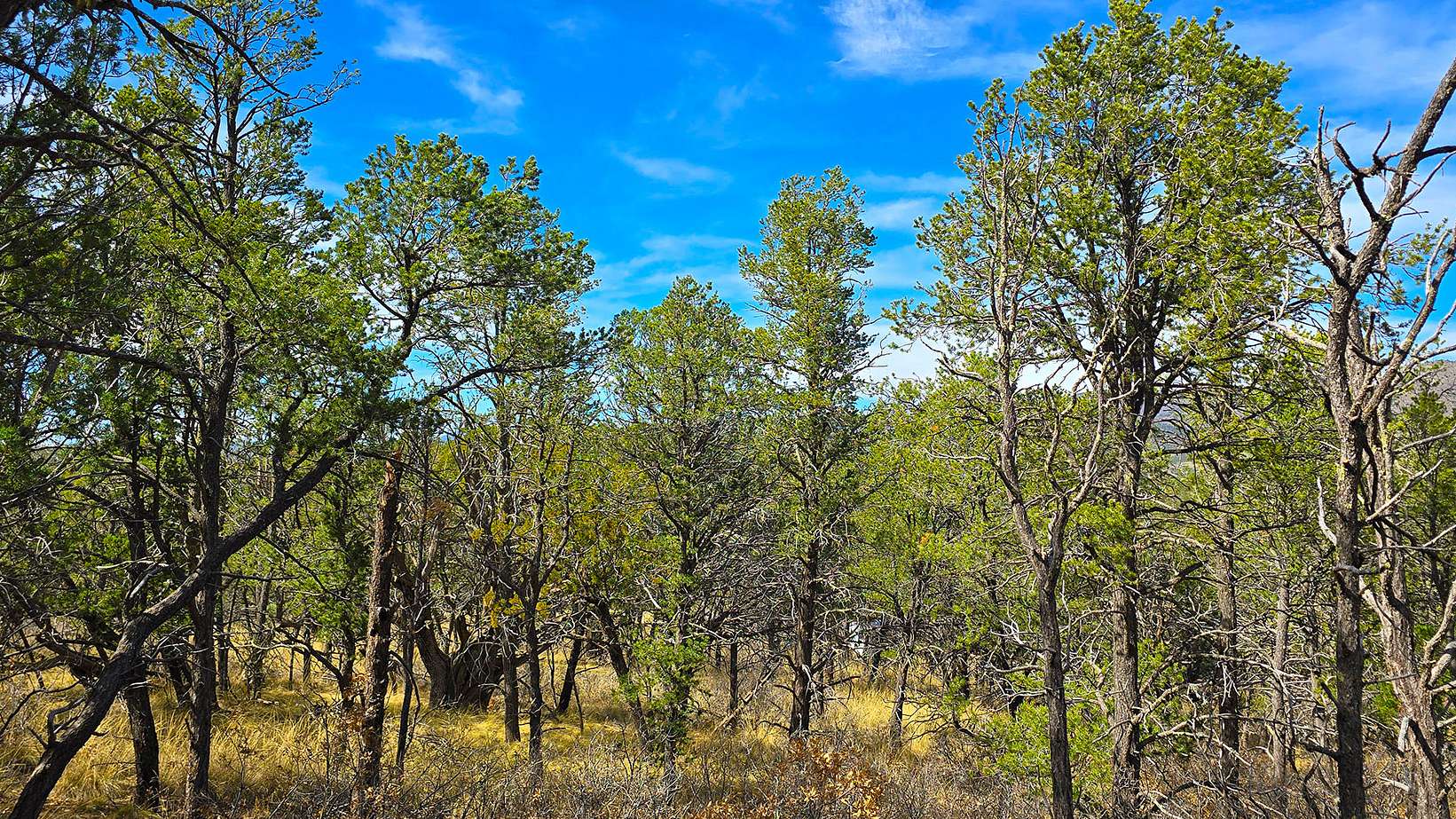 1 Acre of Residential Land for Sale in Timberon, New Mexico