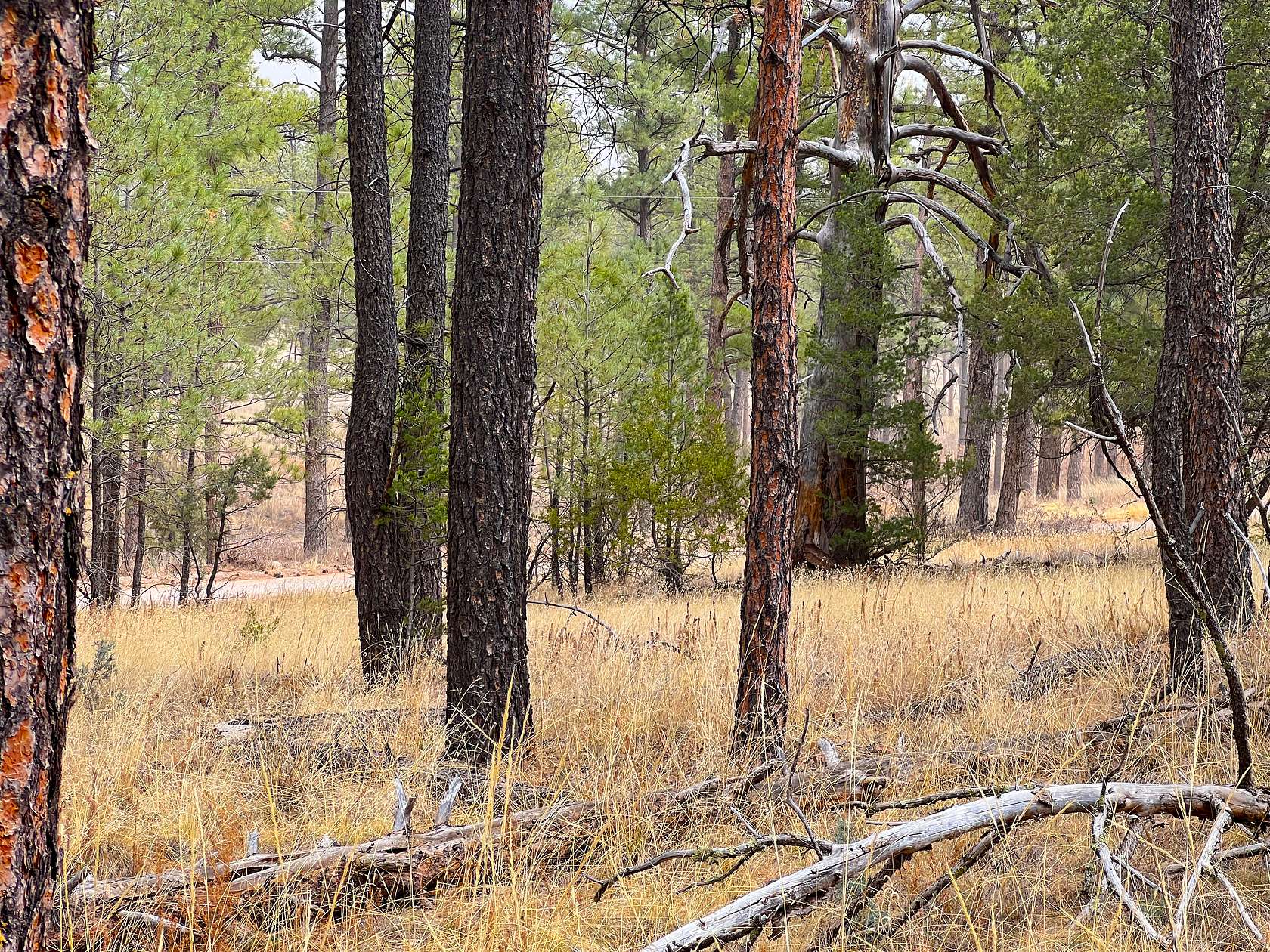 1 Acre of Residential Land for Sale in Timberon, New Mexico