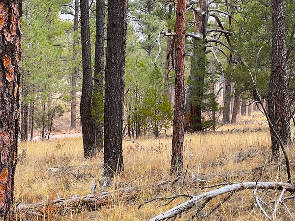 1 Acre of Residential Land for Sale in Timberon, New Mexico