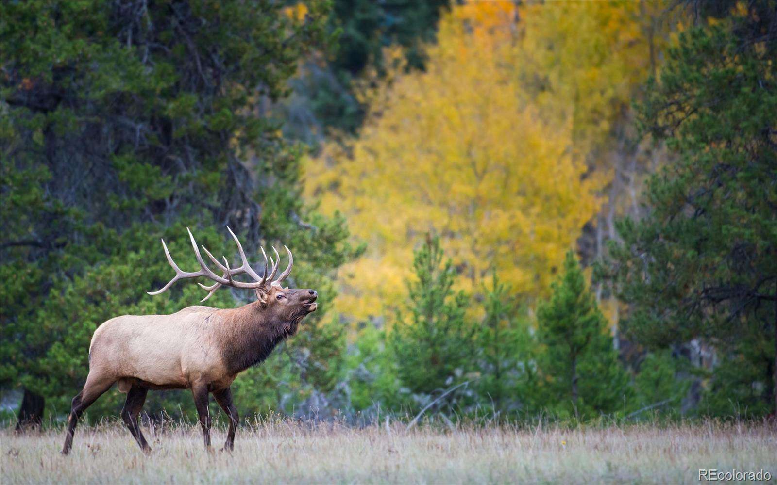 0.36 Acres of Residential Land for Sale in Leadville, Colorado