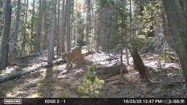 2.1 Acres of Residential Land for Sale in Fort Garland, Colorado