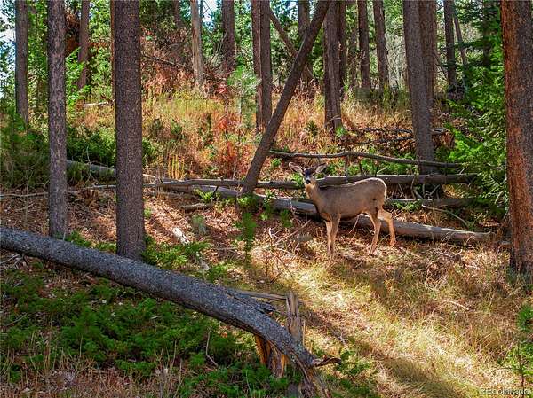 1.6 Acres of Land for Sale in Conifer, Colorado