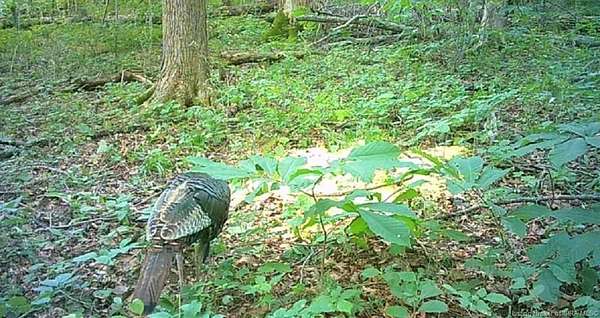 10 Acres of Recreational Land for Sale in New Pekin, Indiana