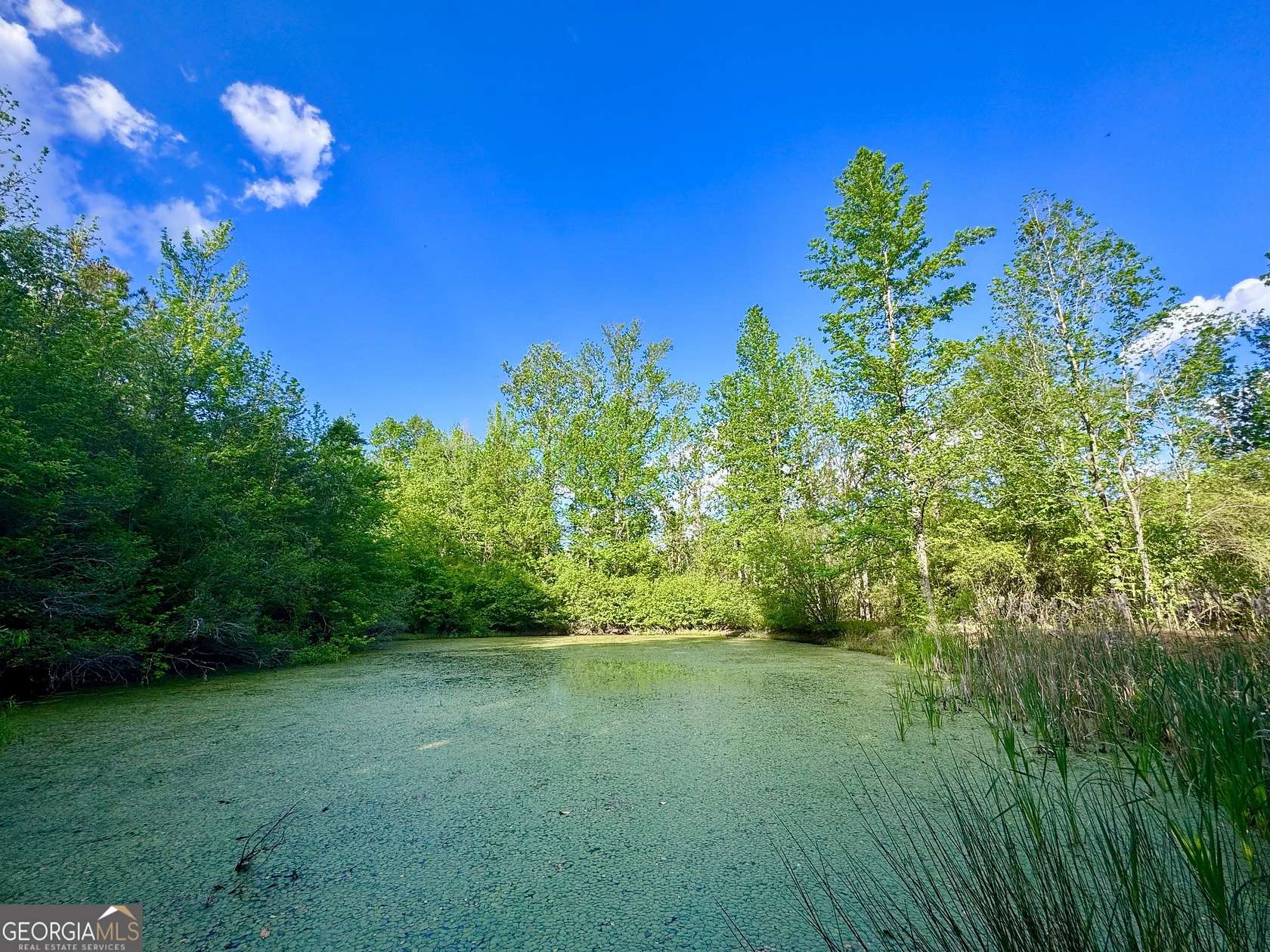 10 Acres of Residential Land for Sale in Roopville, Georgia