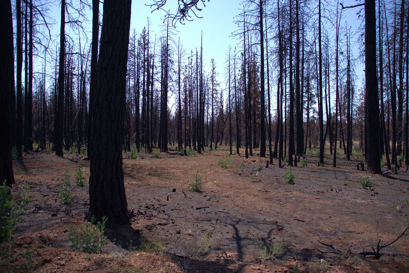 2.3 Acres of Residential Land for Sale in Bonanza, Oregon