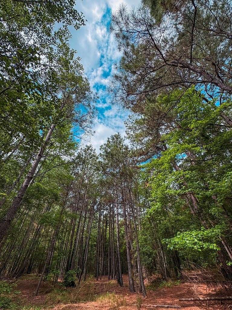 25 Acres of Recreational & Residential Land for Sale in Palestine, Texas