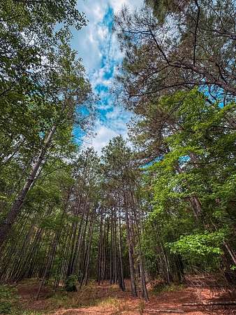 25 Acres of Recreational & Residential Land for Sale in Palestine, Texas