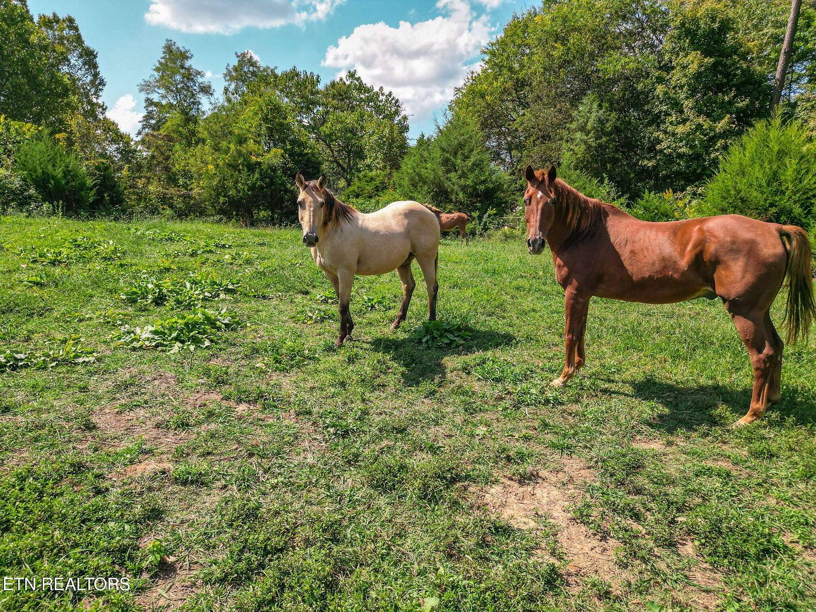 18.4 Acres of Agricultural Land for Sale in Mascot, Tennessee