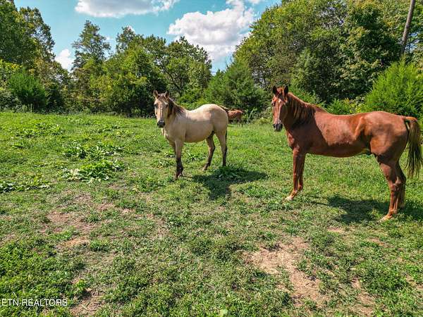 18.4 Acres of Agricultural Land for Sale in Mascot, Tennessee