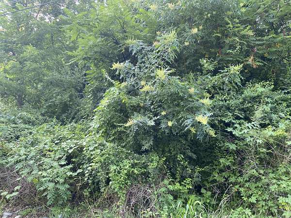 0.2 Acres of Residential Land for Sale in Coatesville, Pennsylvania