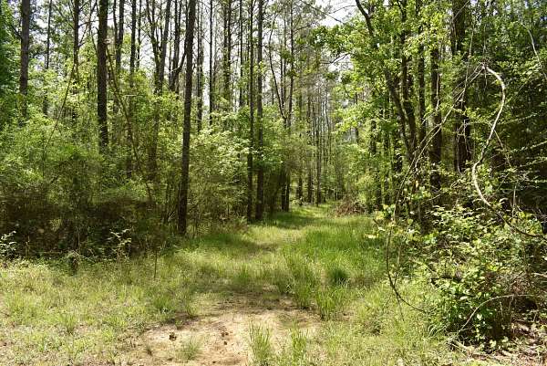902 Acres of Recreational & Residential Land for Sale in Springfield, Louisiana